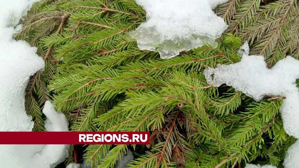 Фото: REGIONS/Василий Тремасов