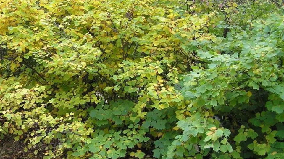 Фото: ПФ «Верховье»