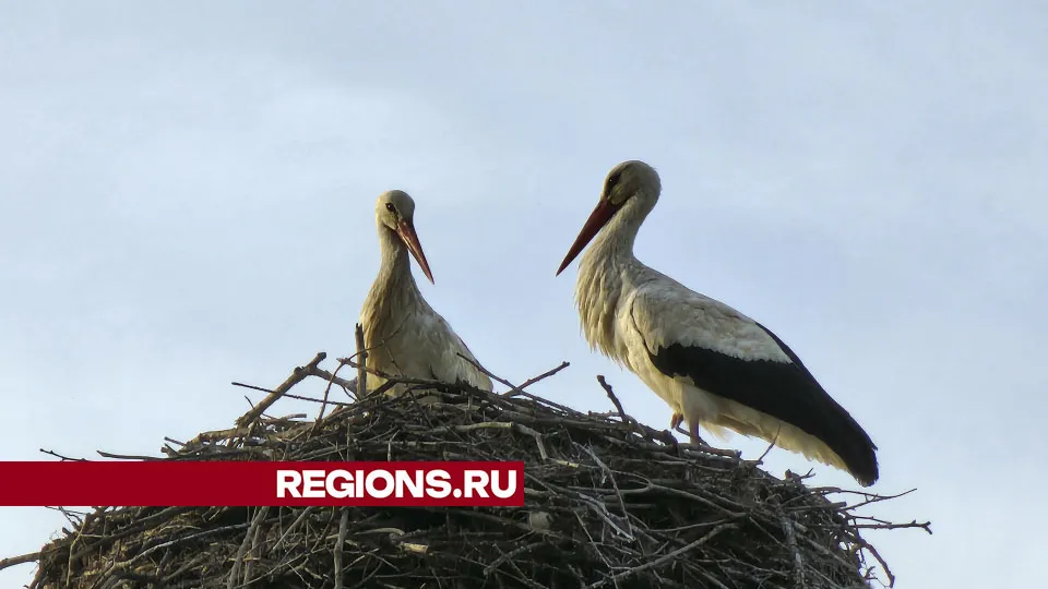 Фото: МедиаБанк Подмосковья/Екатерина Данилина