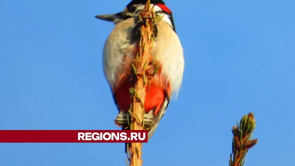 Пестрый дятел. Фото: Андрей Снегерев