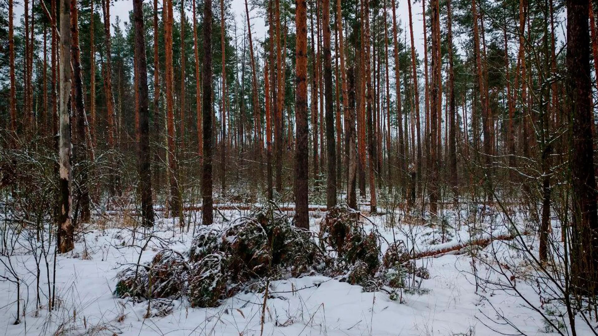 Фото: Комитет лесного хозяйства МО