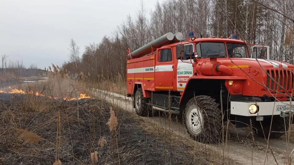Фото: Комитет лесного хозяйства Московской области