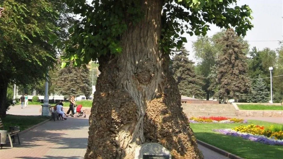 Фото: Комитет лесного хозяйства Московской области