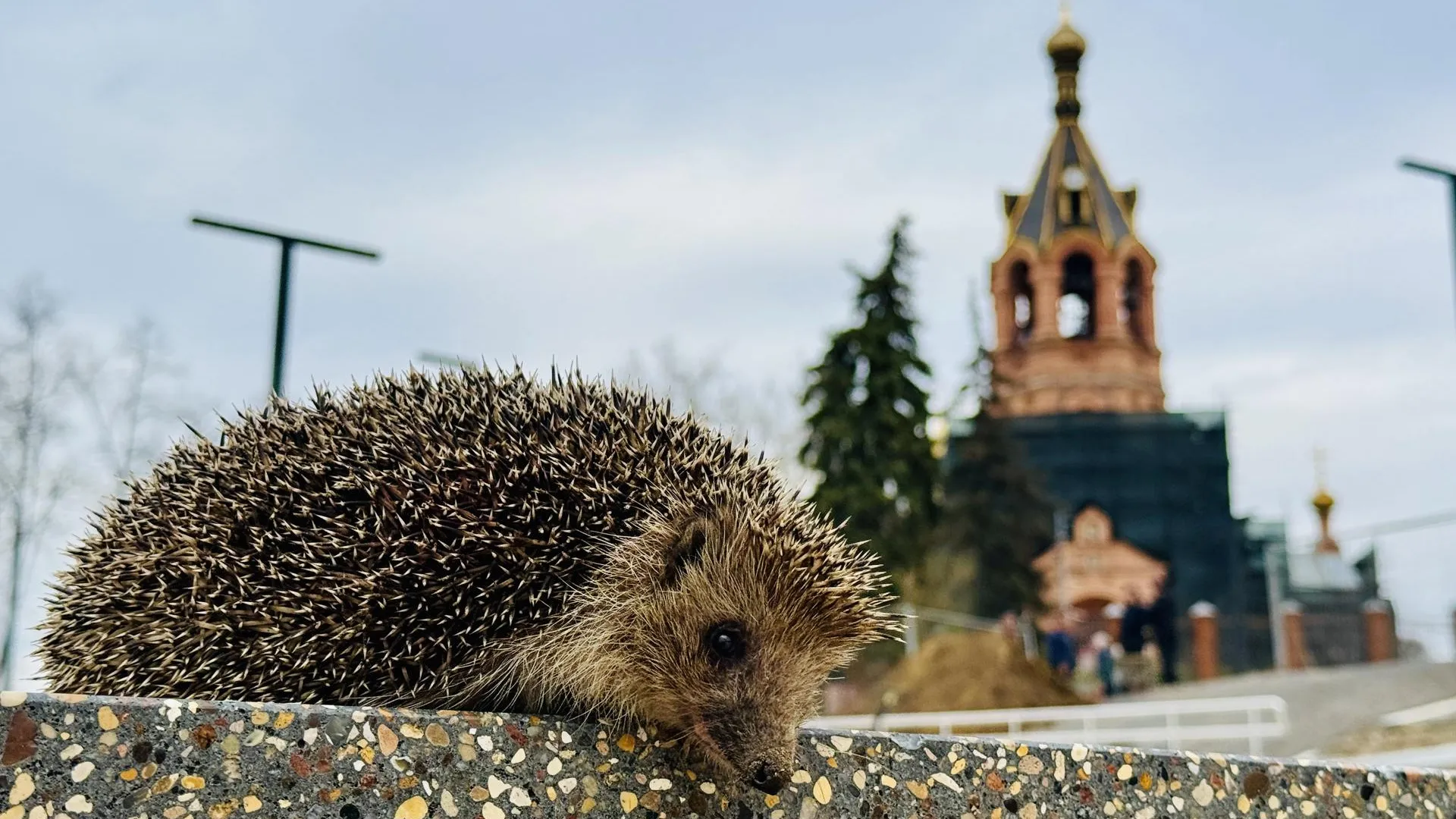 Картинка