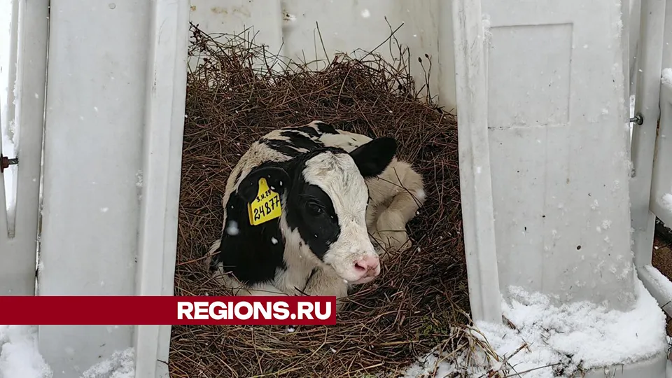 Фото: REGIONS/Елена Катасонова
