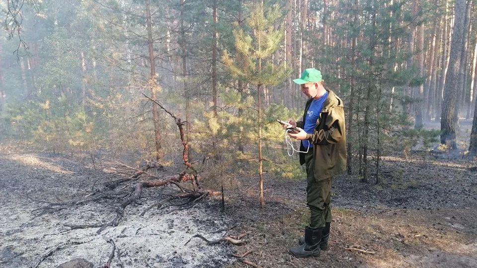Фото: Комитет лесного хозяйства МО