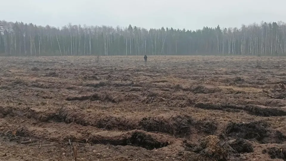 Фото: Комитет лесного хозяйства МО