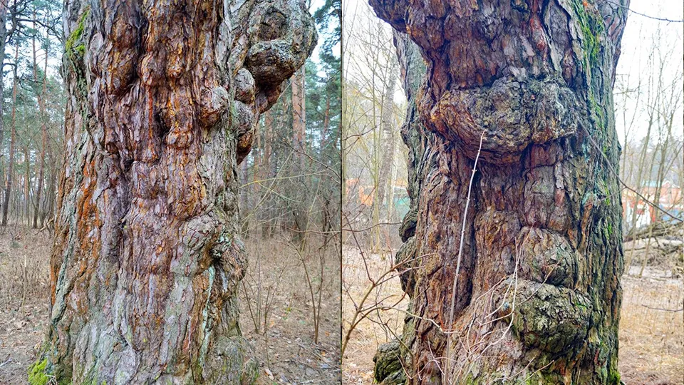 Фото: Комитет лесного хозяйства МО