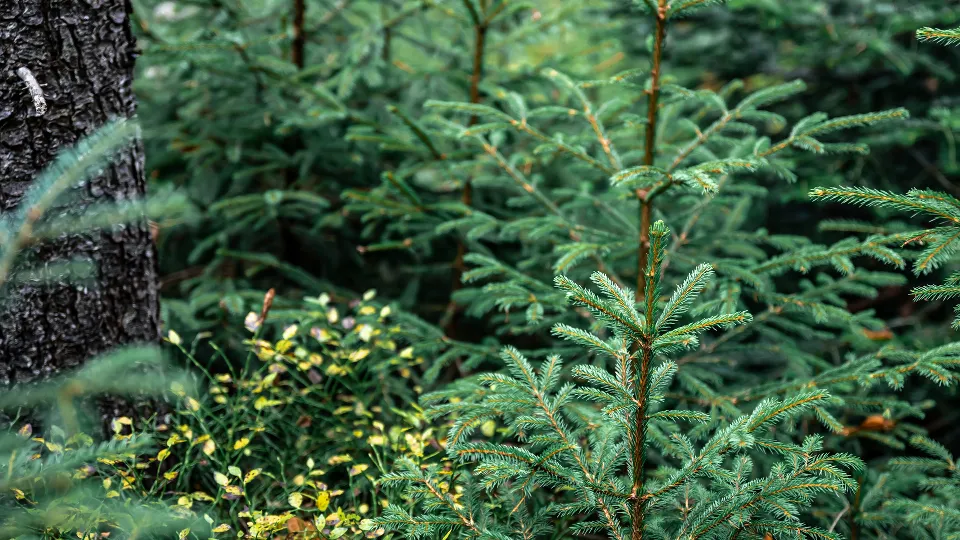Фото: istockphoto.com/puhimec