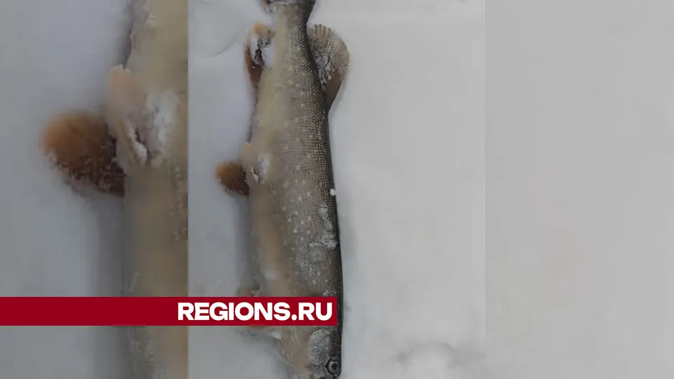 Вес самой большой щуки составил 2 кг.&nbsp;Фото: личный архив Романа Лукашина