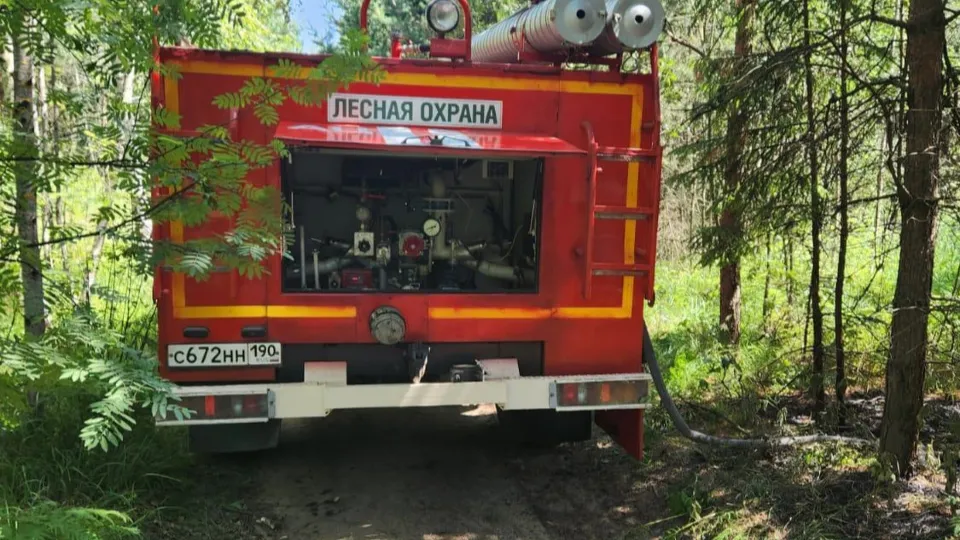 Фото: Комитет лесного хозяйства Московской области