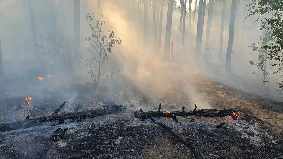 Фото: Комитет лесного хозяйства Московской области