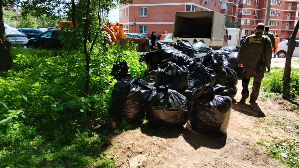 Фото: Комитет лесного хозяйства Московской области