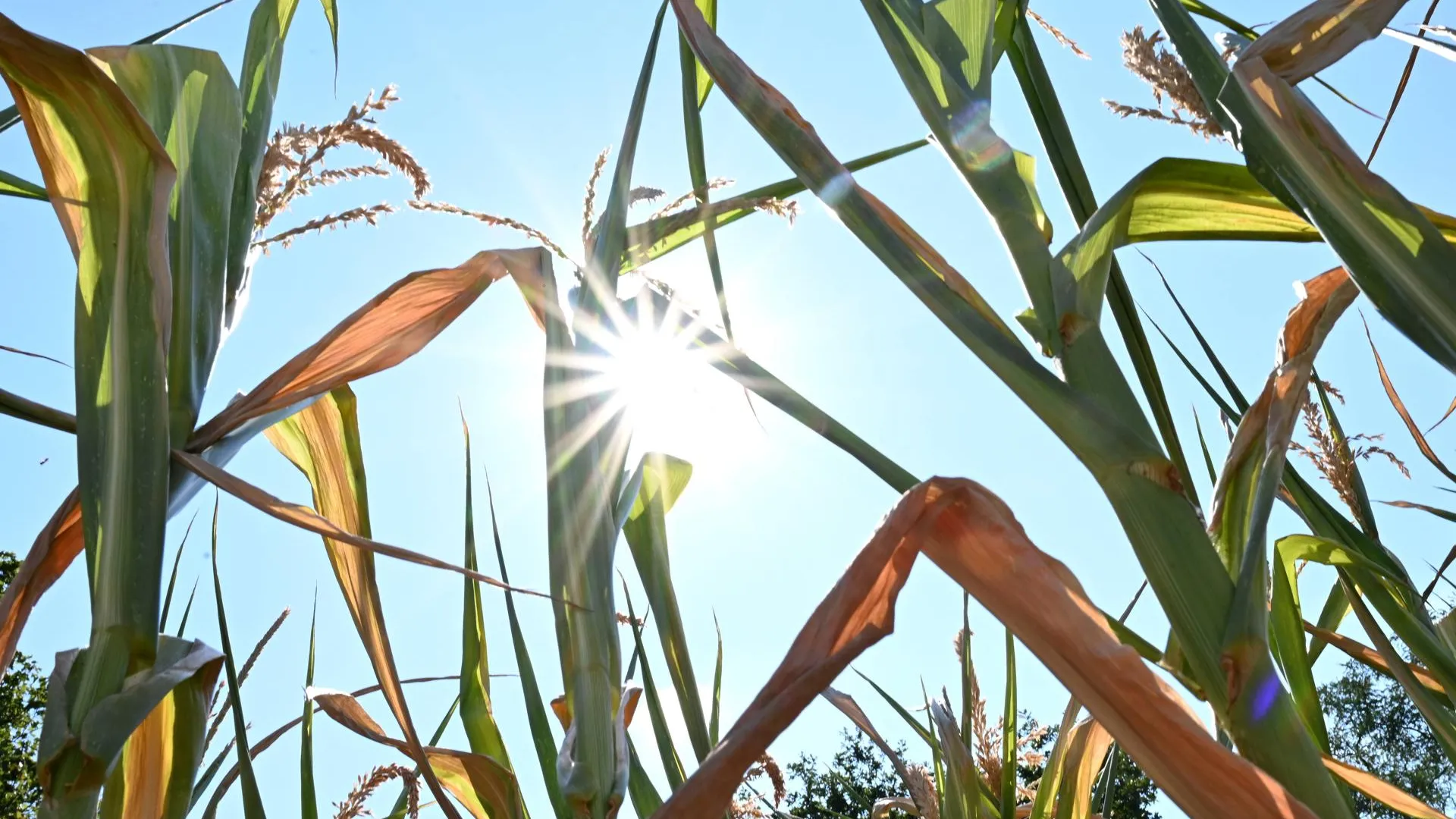 Petra Schneider-Schmelzer via ww/www.imago-images.de