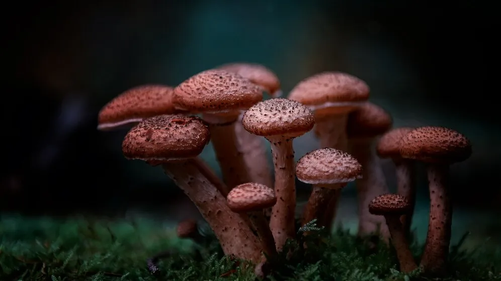 Фото: freepick.com