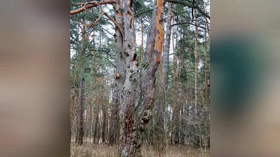 Фото: Комитет лесного хозяйства МО