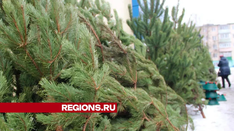 Фото: REGIONS/Василий Тремасов