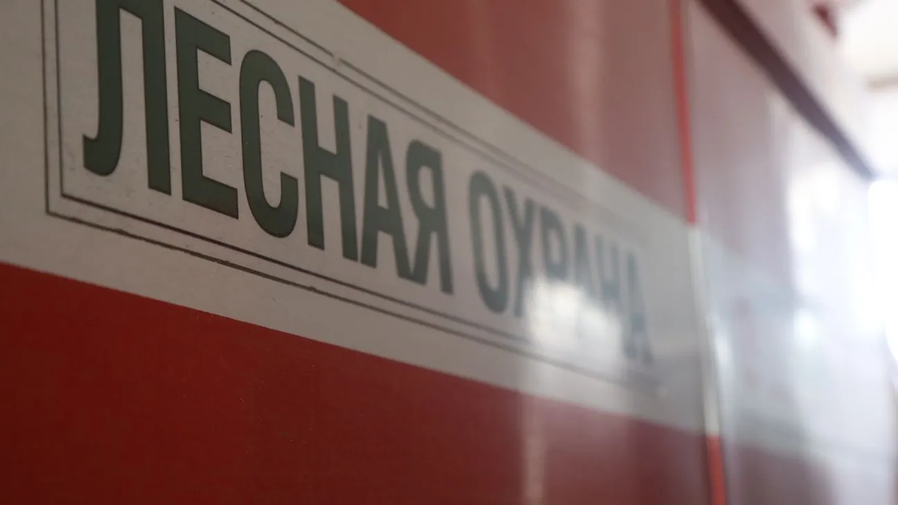 фото: Комитет лесного хозяйства Московской области