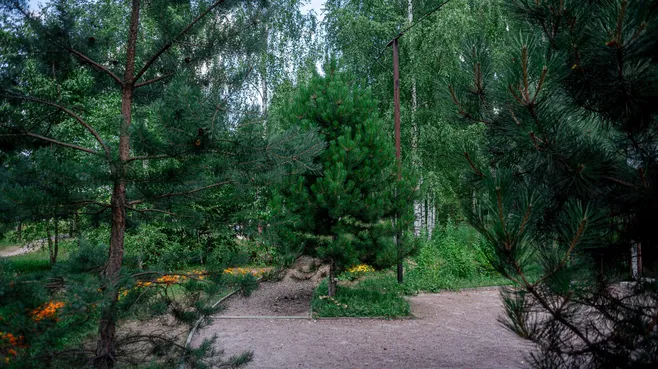 В национальном парке «Лосиный остров» высадят 73 тыс. молодых деревьев