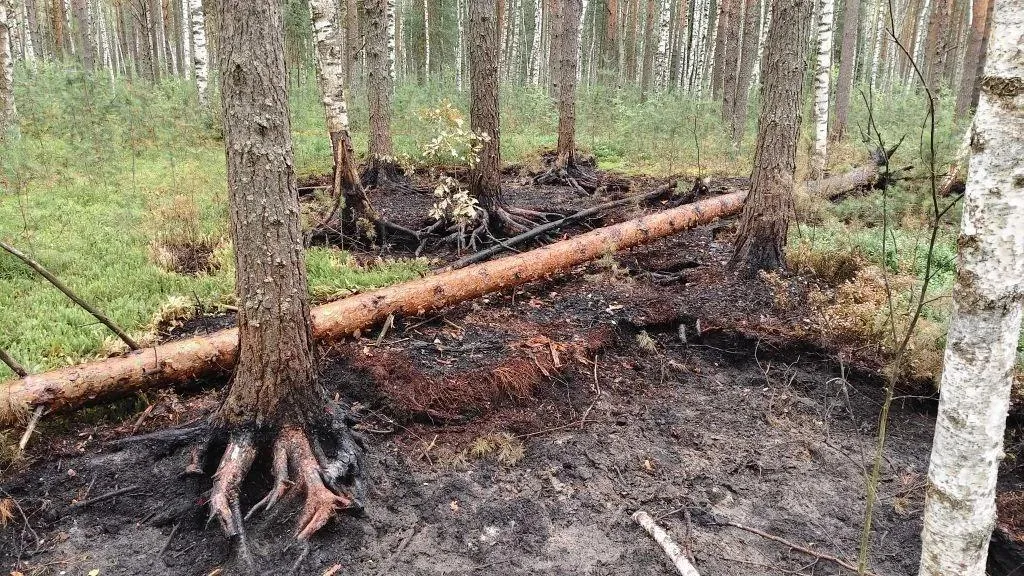 В подмосковном поселке Орловка ликвидировали лесной пожар