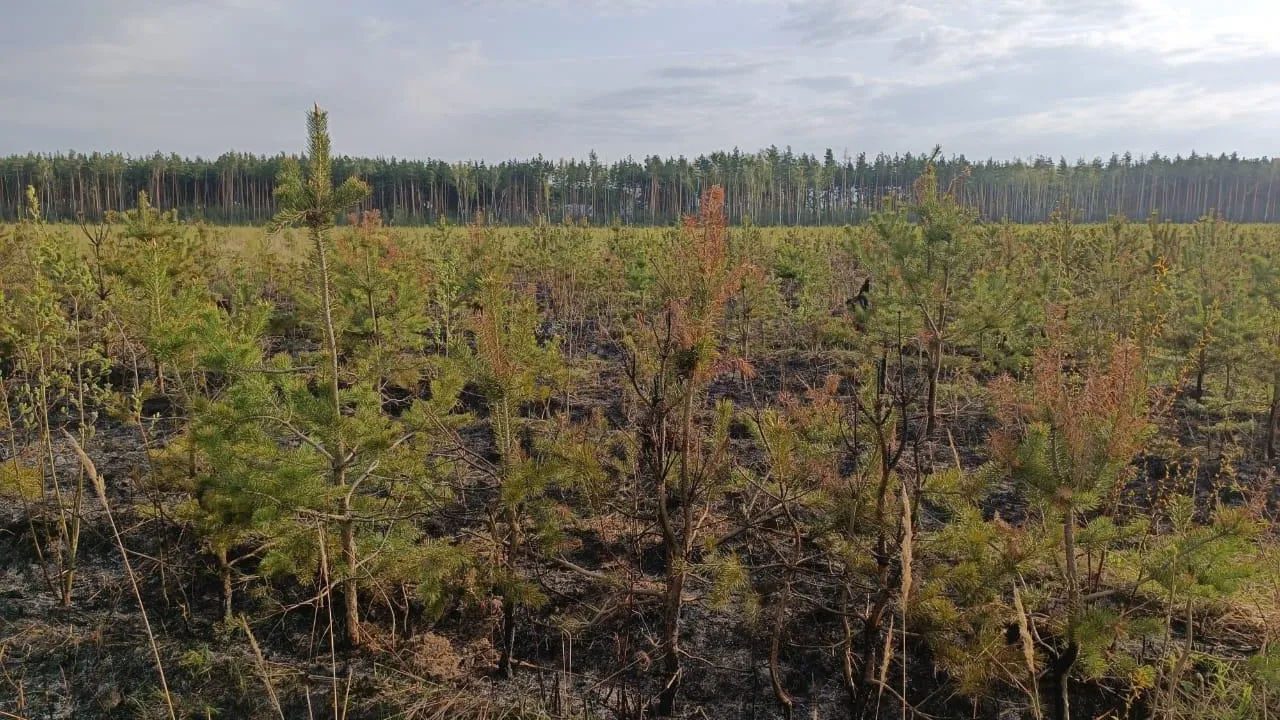 Фото: Комитет лесного хозяйства Московской области