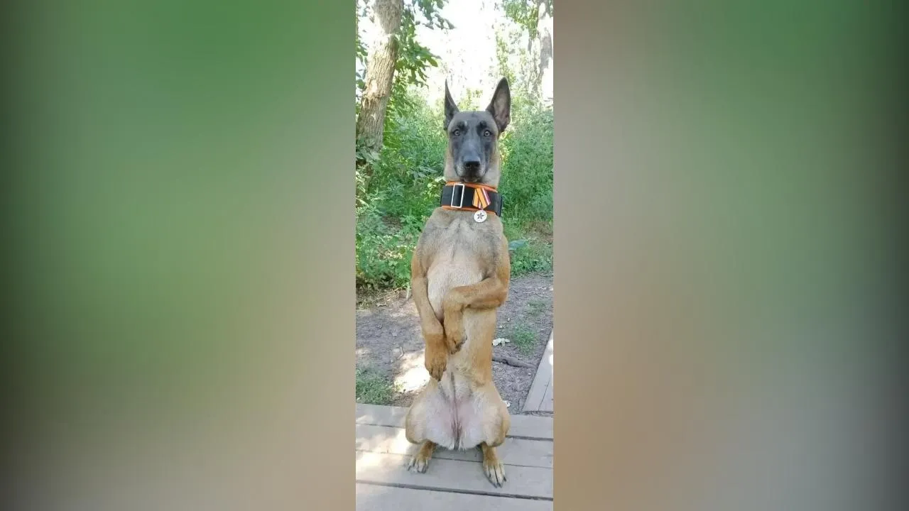 Картинка