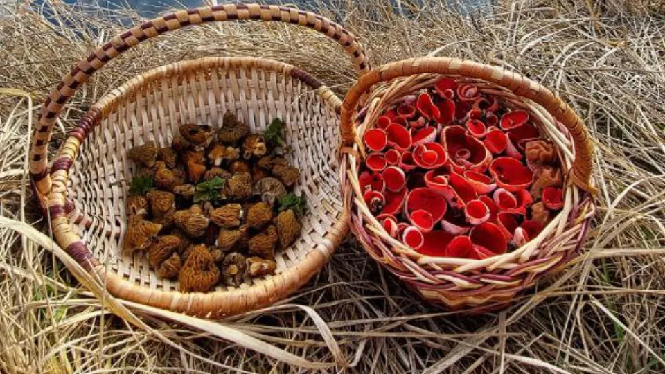 Все в лукошко: слева — сморчки, справа — «Бабушкины ушки». Фото: t.me/breath_of_the_forest1