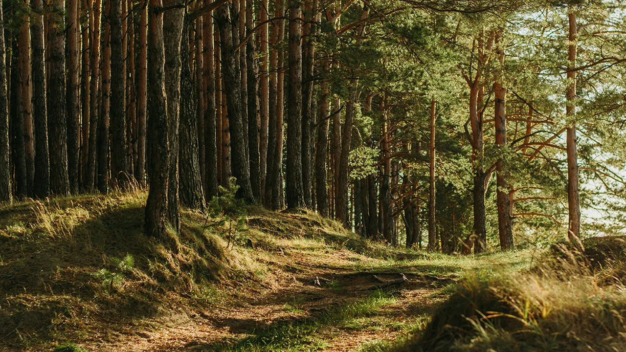 Фото: unsplash