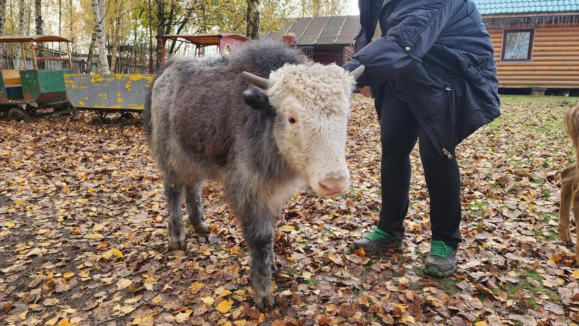 Картинка