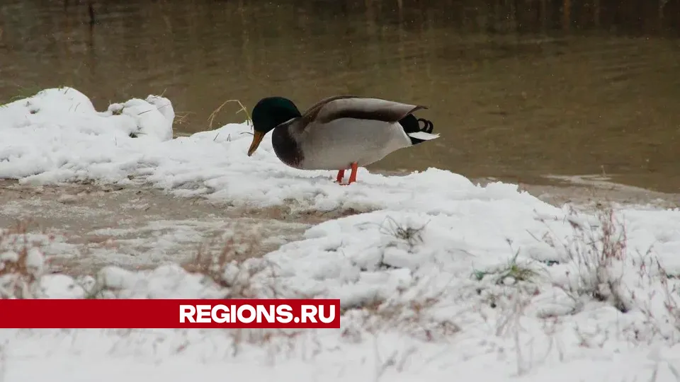 Фото: REGIONS/Василий Тремасов