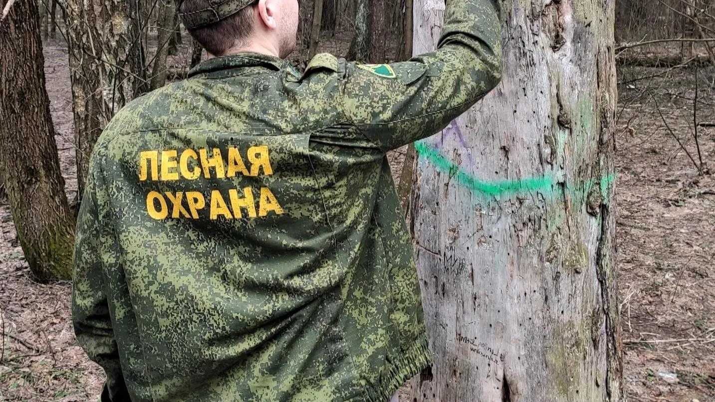 Фото: Комитет лесного хозяйства Московской области