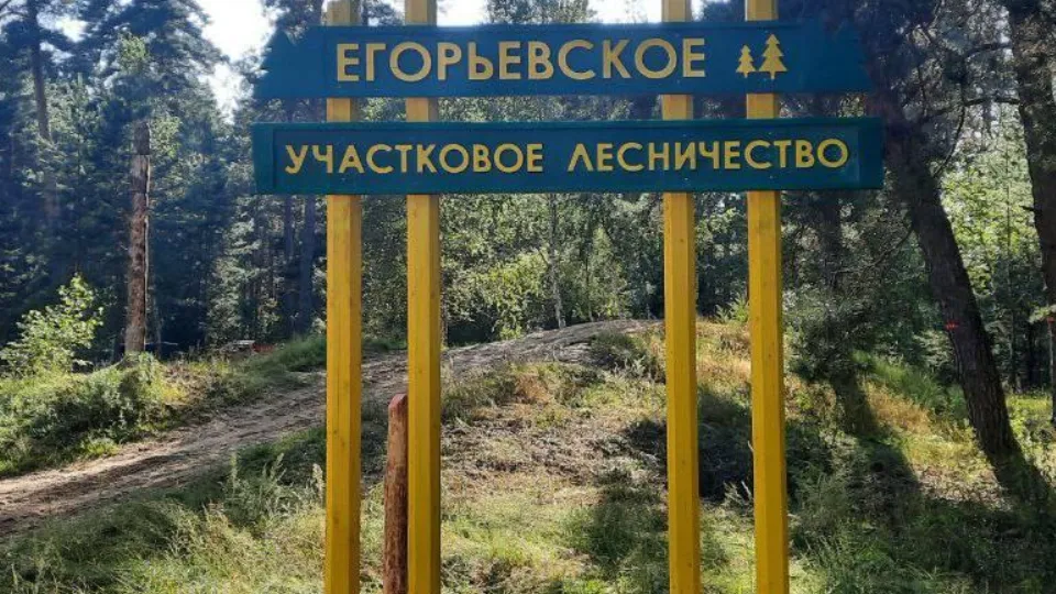 Фото: Комитет лесного хозяйства МО