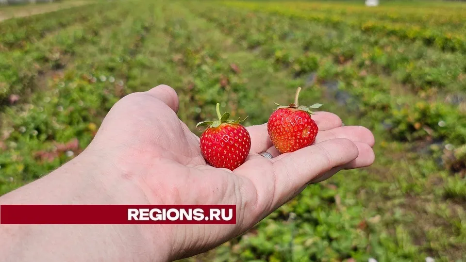 Фото: REGIONS/Александр Дрожжин