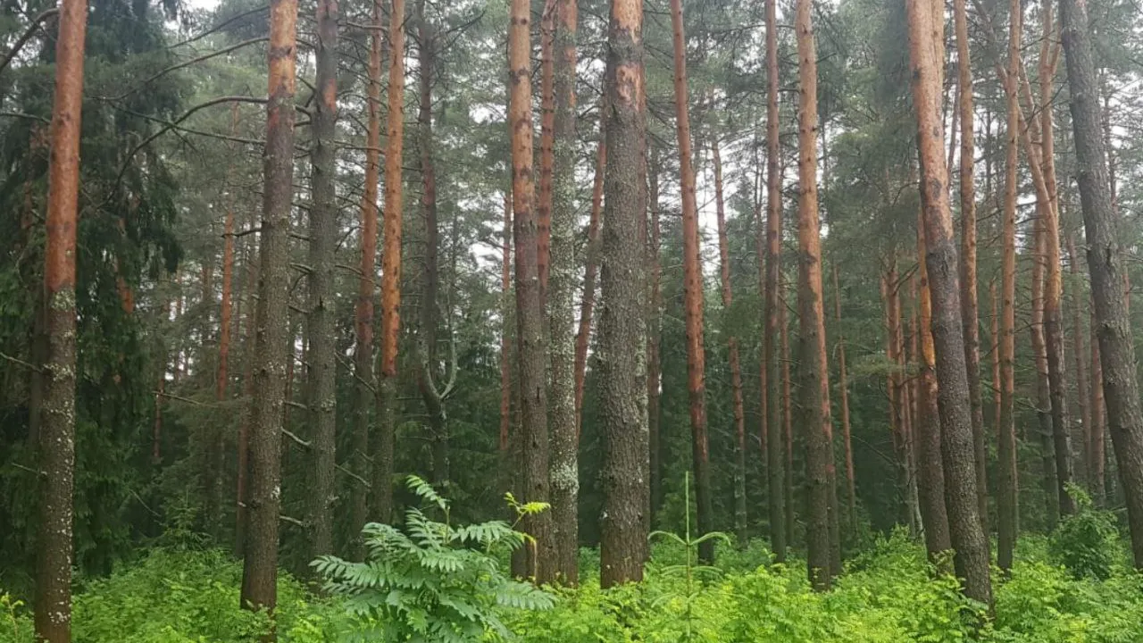 Фото: предоставлено Алексеем Ефремовым