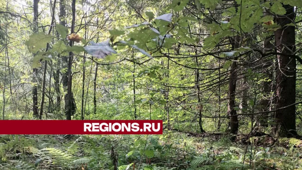 Фото: REGIONS/Наталья Широкая