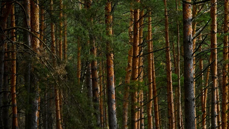 Фото: ТАСС/Александр Казаков