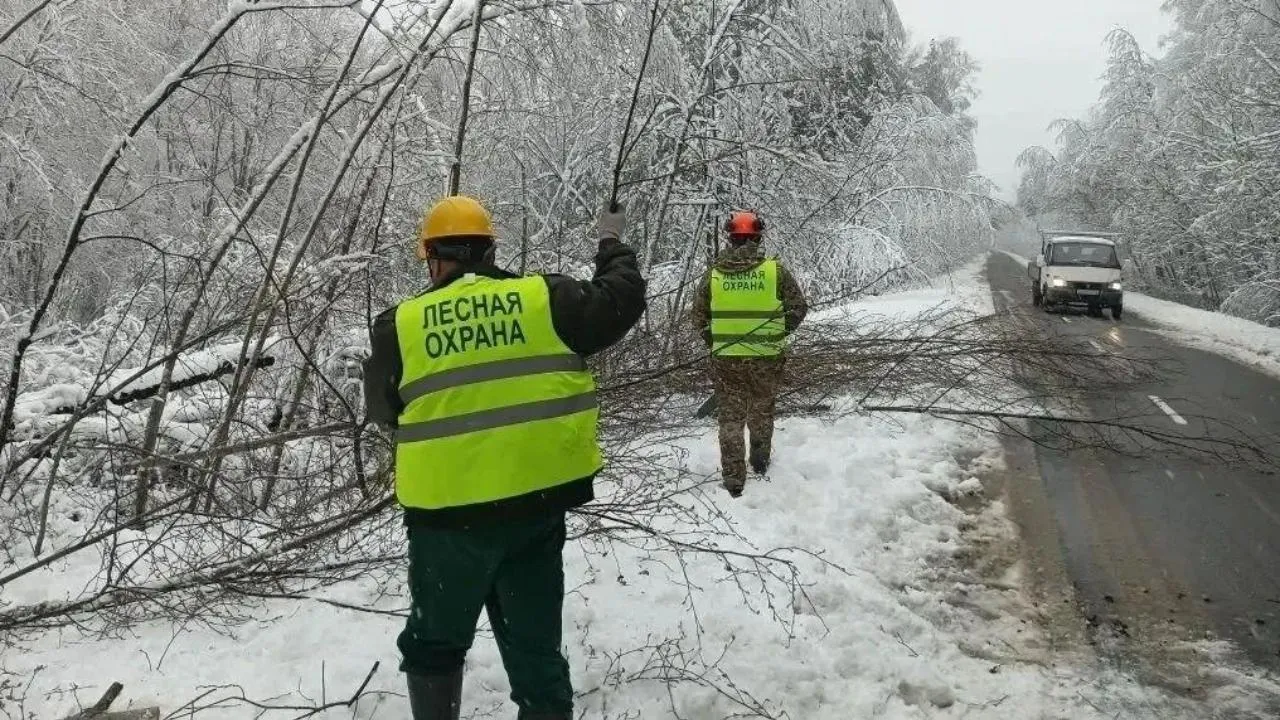 Более 20 сотрудников Талдомского лесничества расчищают завалы на дорогах
