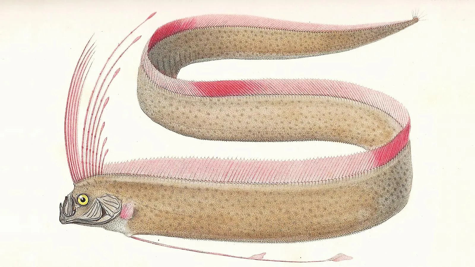 Иллюстрация сельдяного короля из книги Жоржа Кювье, 1828 год. Georges Cuvier