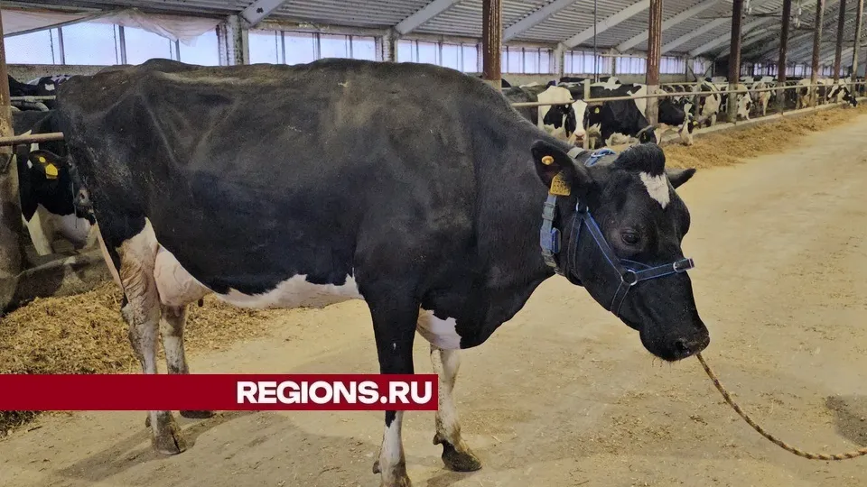Фото: REGIONS/Александр Дрожжин