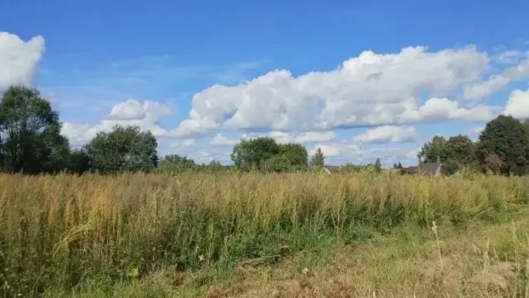 Участок на торгах в Подмосковье