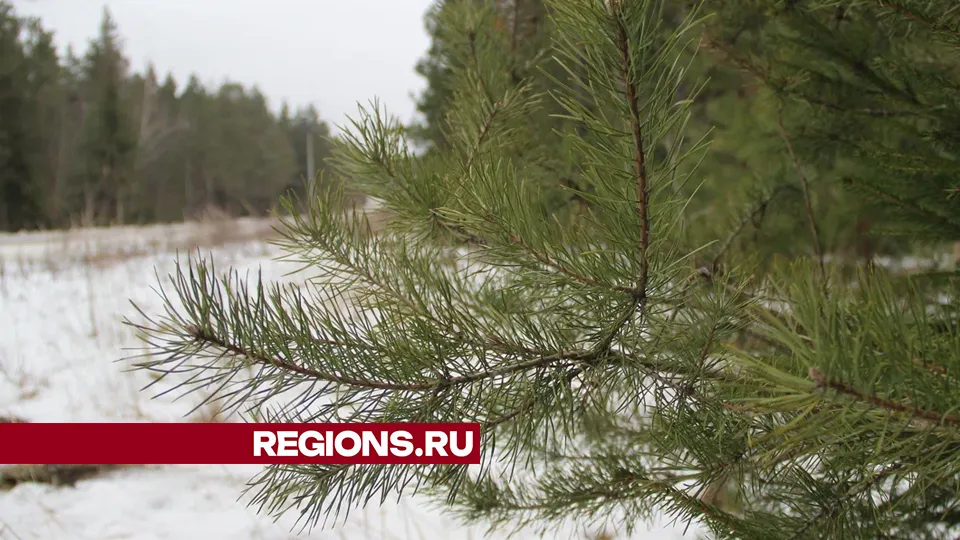 Фото: REGIONS/Василий Тремасов