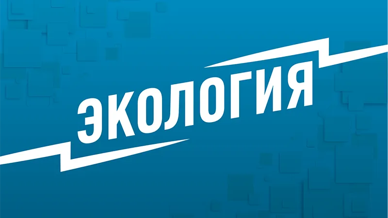 «Кошмар». В центре Хабаровска обнаружили груду мертвой рыбы и черепаху