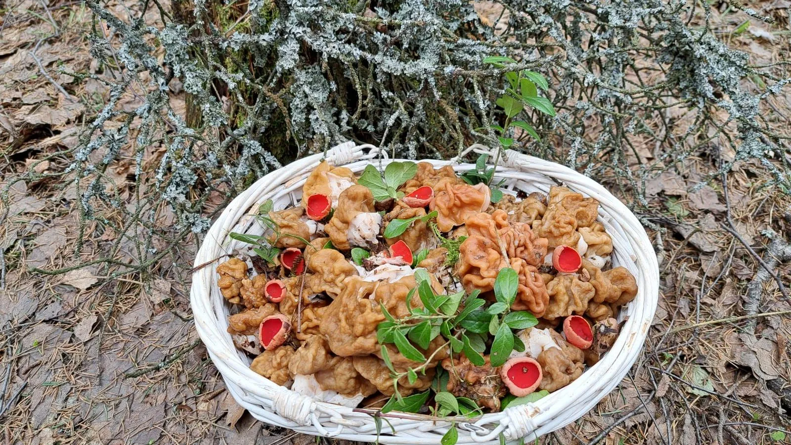 Картинка