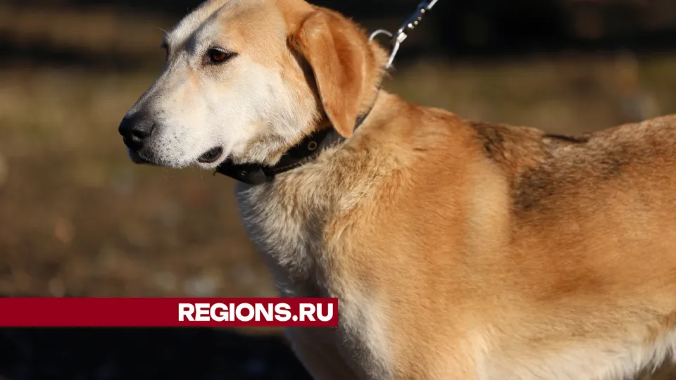 Фото: REGIONS/Ольга Пятикрестовская