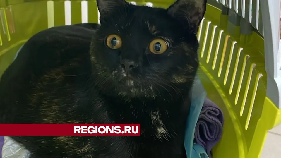 Фото представлено жительницей Жуковского