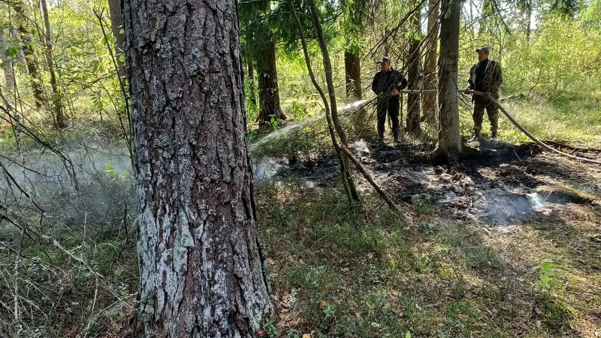 В Московской области рассказали о лесопожарной обстановке