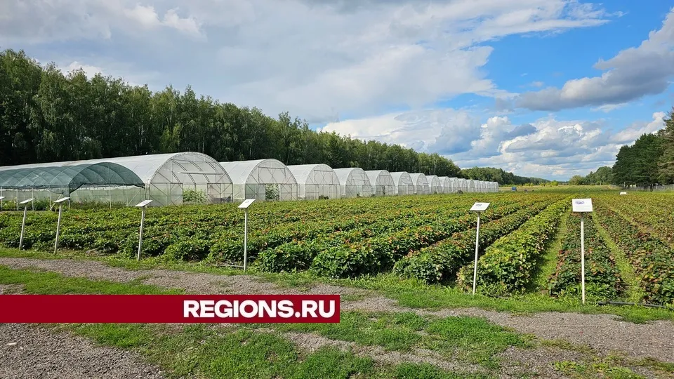 Фото: REGIONS/Александр Дрожжин