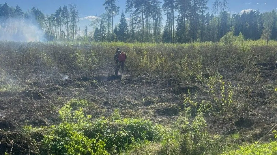 Комитет лесного хозяйства Московской области