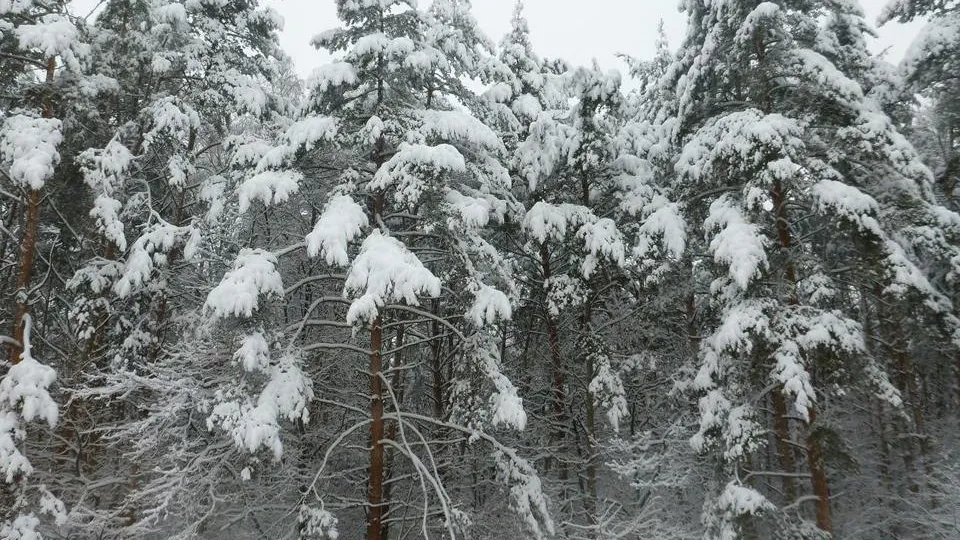 Фото: Комитет лесного хозяйства МО