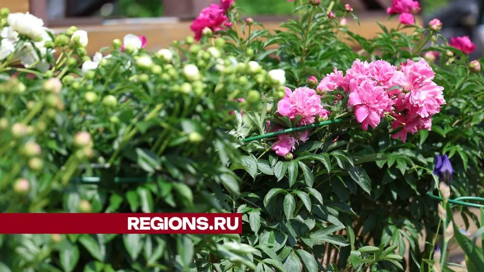 Фото: Ольга Пятикрестовская